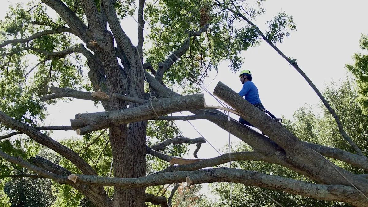 Professional Crown Thinning performed by certified arborists in New Baltimore