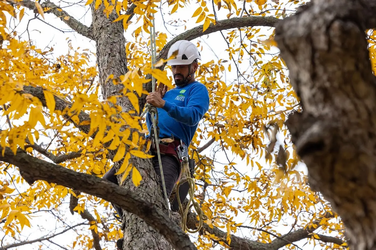 Skilled Storm Damage Cleanup crew working in New Baltimore